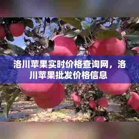 洛川苹果实时价格查询网,洛川苹果批发价格信息