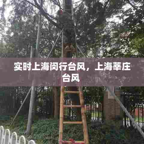 实时上海闵行台风,上海莘庄台风