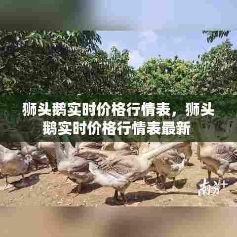 狮头鹅实时价格行情表,狮头鹅实时价格行情表最新