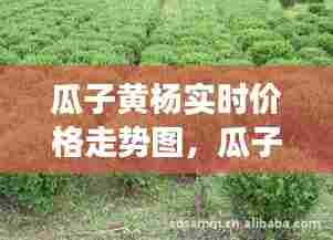 瓜子黄杨实时价格走势图,瓜子黄杨发展前景