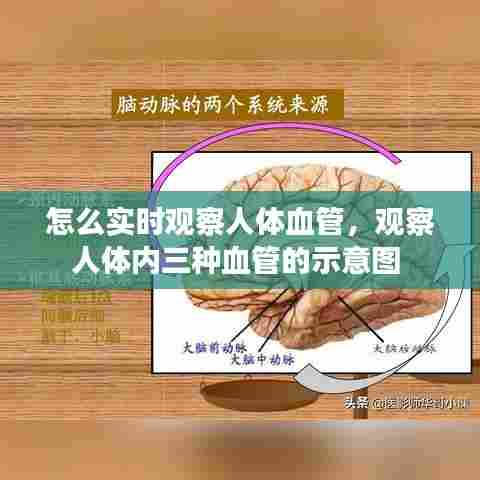 怎么实时观察人体血管,观察人体内三种血管的示意图