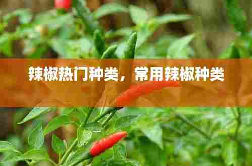 辣椒热门种类,常用辣椒种类