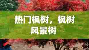 热门枫树,枫树风景树