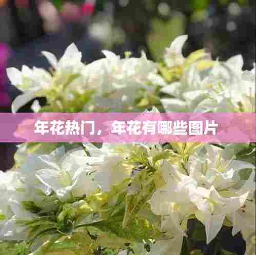 年花热门,年花有哪些图片