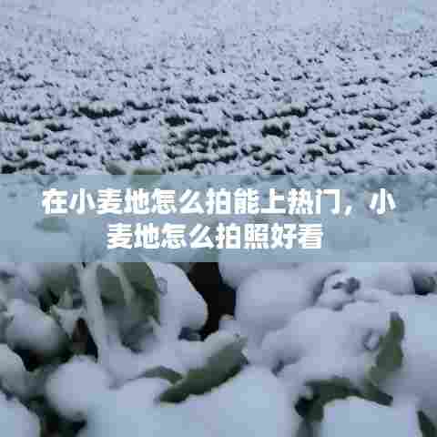 在小麦地怎么拍能上热门,小麦地怎么拍照好看