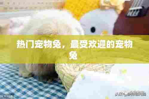 热门宠物兔,最受欢迎的宠物兔