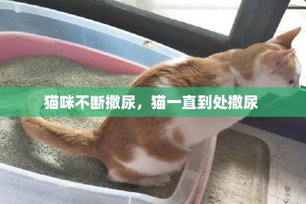猫咪不断撒尿，猫一直到处撒尿 
