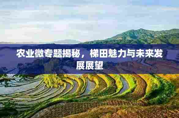 农业微专题揭秘,梯田魅力与未来发展展望