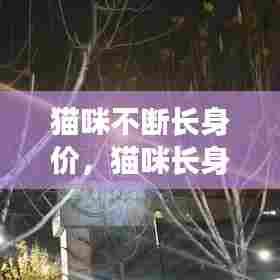 猫咪不断长身价,猫咪长身体有什么表现