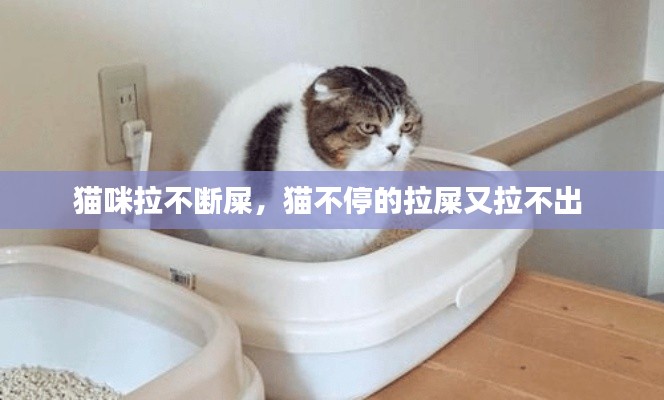 猫咪拉不断屎,猫不停的拉屎又拉不出