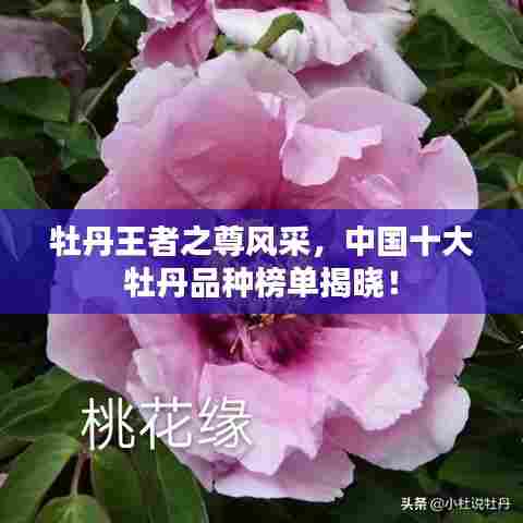 牡丹王者之尊风采,中国十大牡丹品种榜单揭晓!