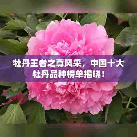 牡丹王者之尊风采,中国十大牡丹品种榜单揭晓!