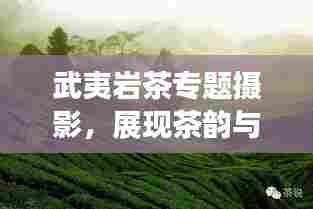 武夷岩茶专题摄影,展现茶韵与自然的和谐魅力