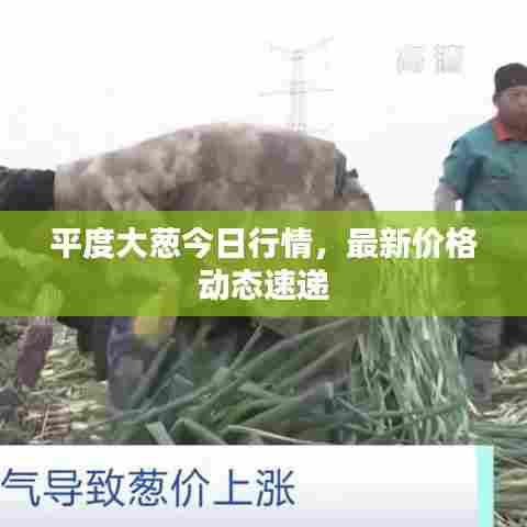 平度大葱今日行情,最新价格动态速递