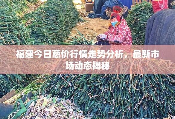 福建今日葱价行情走势分析,最新市场动态揭秘