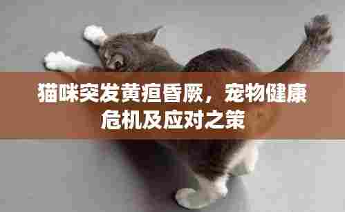 猫咪突发黄疸昏厥,宠物健康危机及应对之策