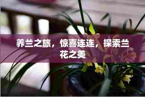 养兰之旅,惊喜连连,探索兰花之美