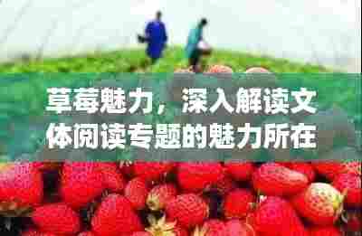 草莓魅力,深入解读文体阅读专题的魅力所在