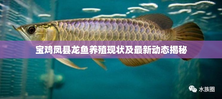 宝鸡凤县龙鱼养殖现状及最新动态揭秘