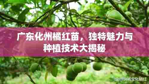 广东化州橘红苗,独特魅力与种植技术大揭秘
