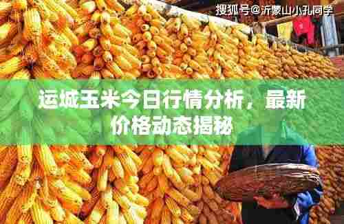 运城玉米今日行情分析,最新价格动态揭秘