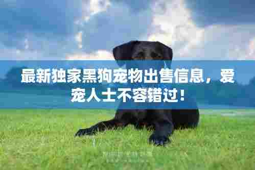 最新独家黑狗宠物出售信息,爱宠人士不容错过!