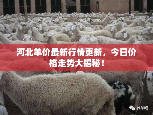 河北羊价最新行情更新,今日价格走势大揭秘!