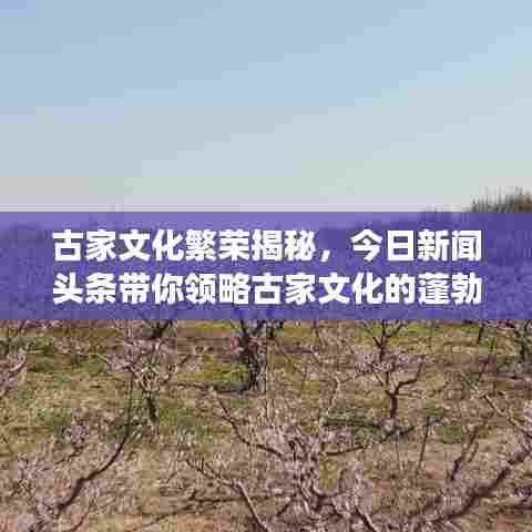 古家文化繁荣揭秘,今日新闻头条带你领略古家文化的蓬勃发展