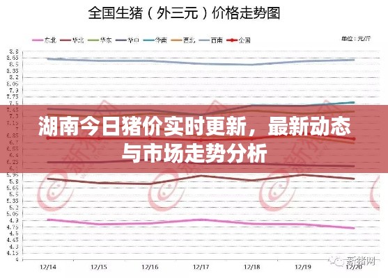湖南今日猪价实时更新,最新动态与市场走势分析