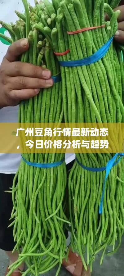 广州豆角行情最新动态,今日价格分析与趋势预测