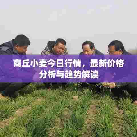 商丘小麦今日行情,最新价格分析与趋势解读