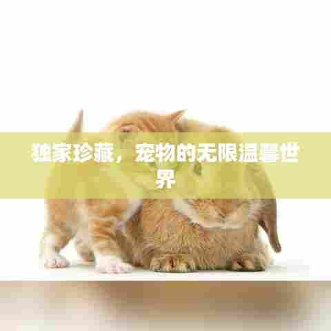 独家珍藏,宠物的无限温馨世界