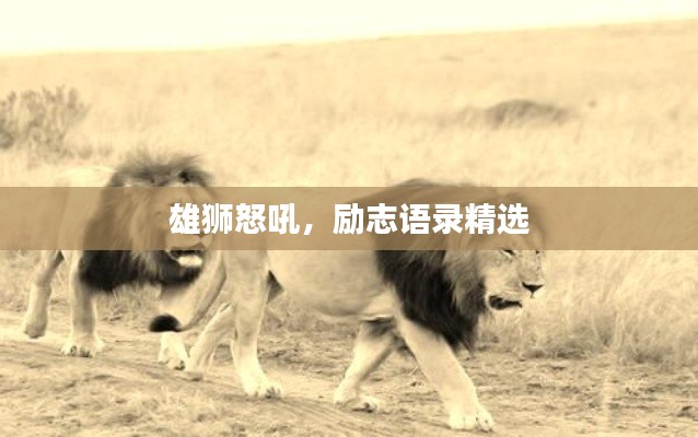 雄狮怒吼,励志语录精选