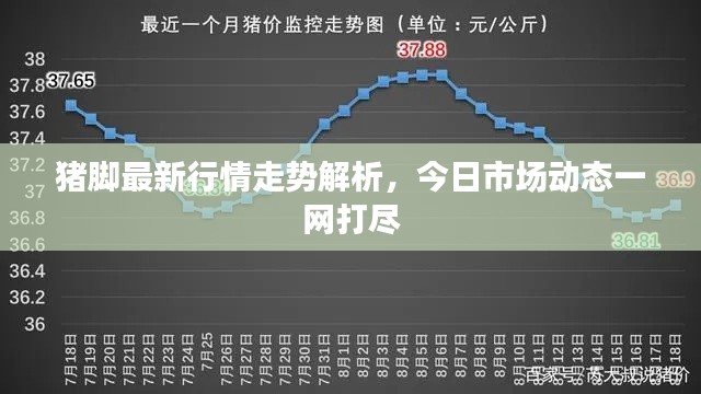 猪脚最新行情走势解析,今日市场动态一网打尽