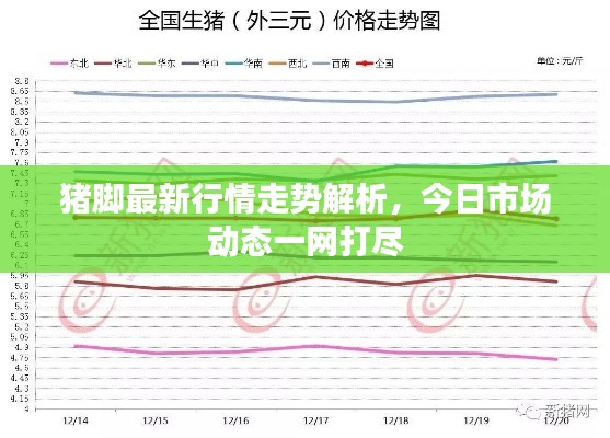 猪脚最新行情走势解析,今日市场动态一网打尽