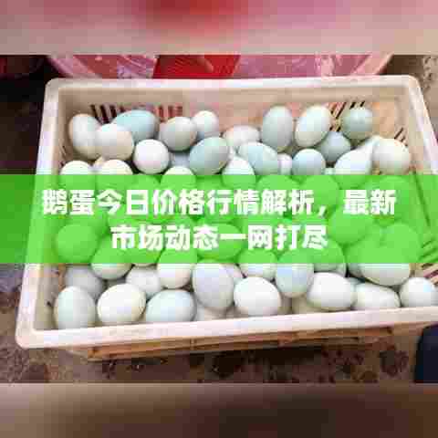 鹅蛋今日价格行情解析,最新市场动态一网打尽