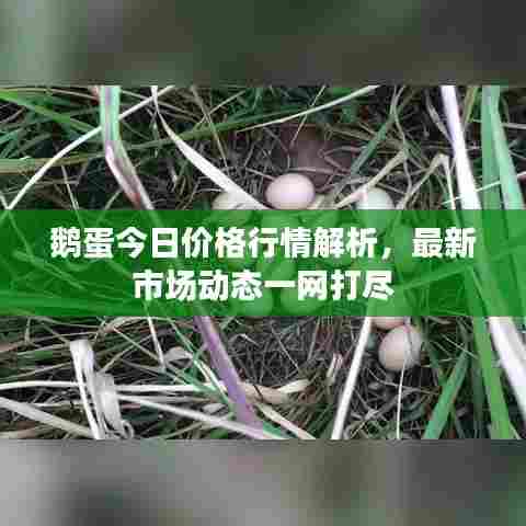 鹅蛋今日价格行情解析,最新市场动态一网打尽