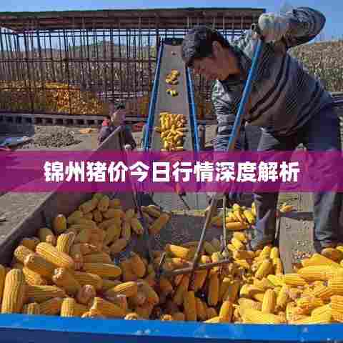 锦州猪价今日行情深度解析