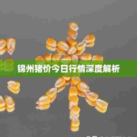 锦州猪价今日行情深度解析