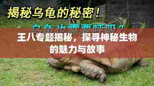 王八专题揭秘,探寻神秘生物的魅力与故事