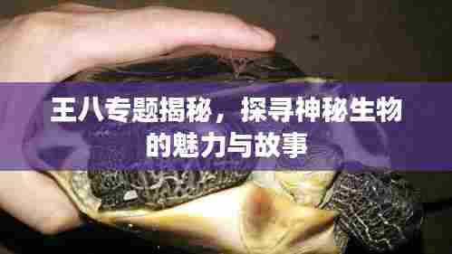 王八专题揭秘,探寻神秘生物的魅力与故事