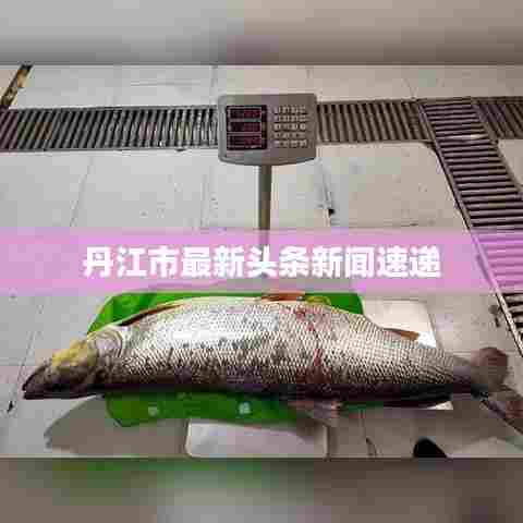 丹江市最新头条新闻速递