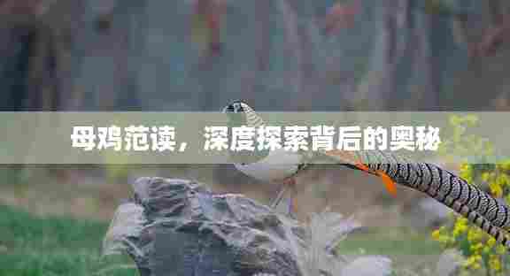 母鸡范读,深度探索背后的奥秘