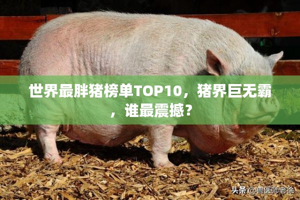世界最胖猪榜单TOP10,猪界巨无霸,谁最震撼?