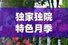 独家独院特色月季花墙,美不胜收!