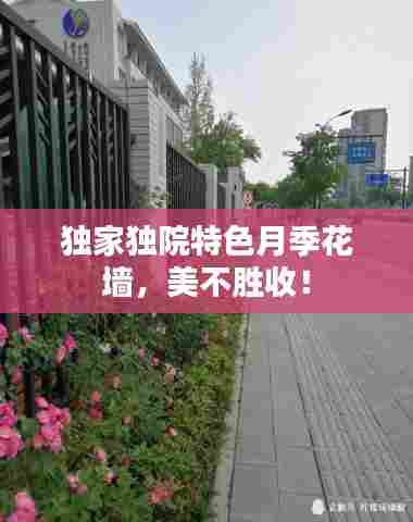 独家独院特色月季花墙,美不胜收!