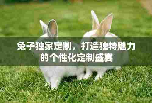 兔子独家定制,打造独特魅力的个性化定制盛宴