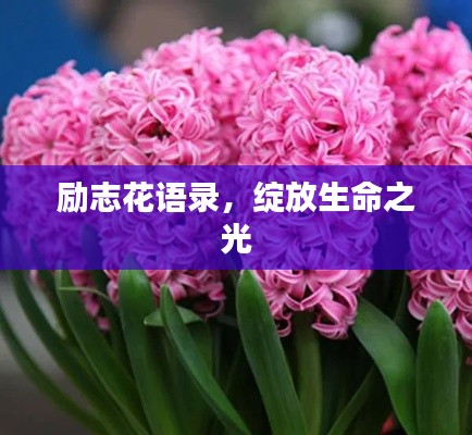 励志花语录,绽放生命之光