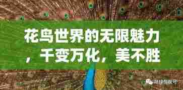 花鸟世界的无限魅力,千变万化,美不胜收